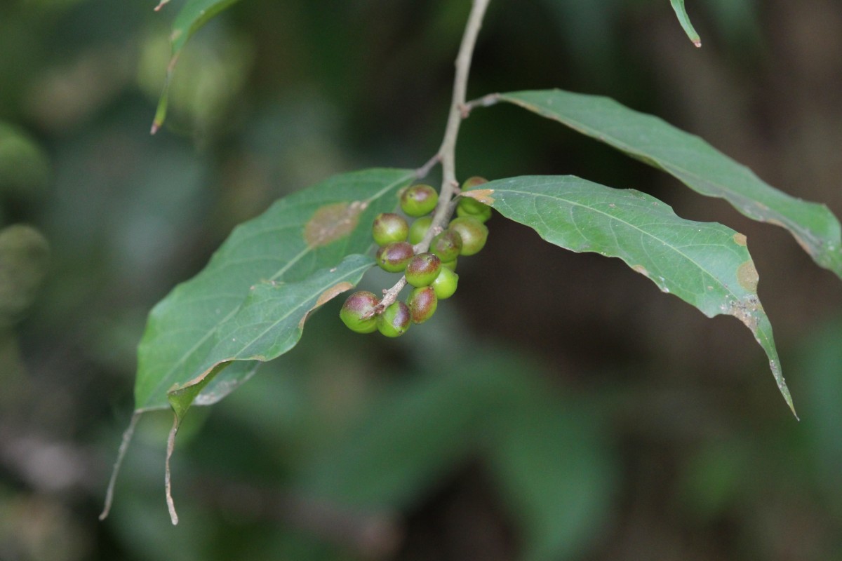 Aporosa lanceolata (Tul.) Thwaites